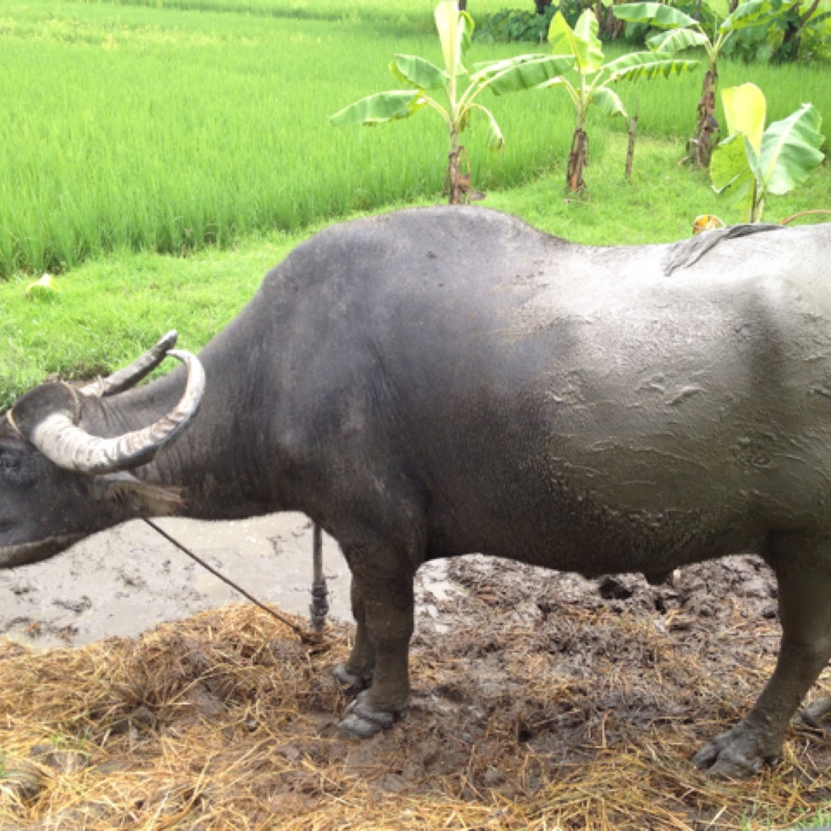 Water Buffalo and Cow