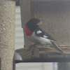 Rose-Breasted Grosbeak