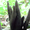 Xylaria polymorpha