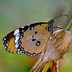 by Soumyakanti Pal - Animals Insects & Spiders