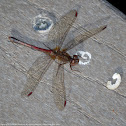 Autumn Meadowhawk dragonfly (female)
