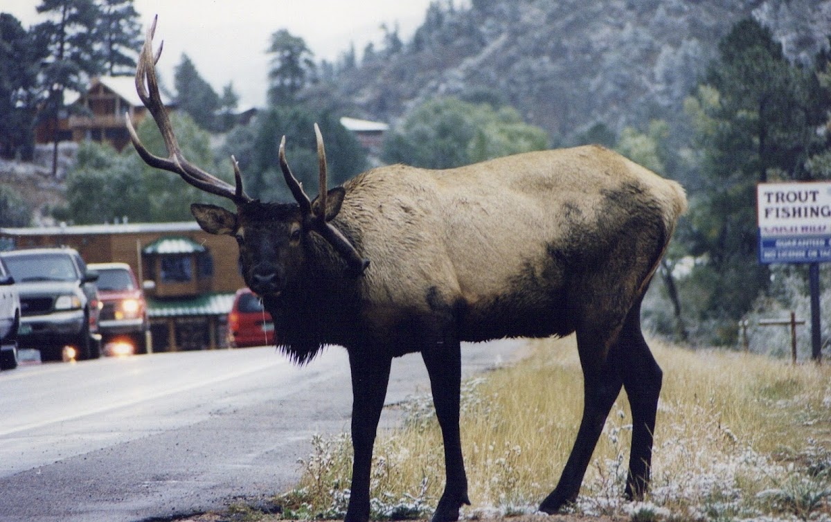 Elk,Uapití, Wapití