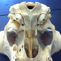 Pronghorn skull