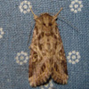 oriental leafworm Moth