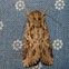 oriental leafworm Moth