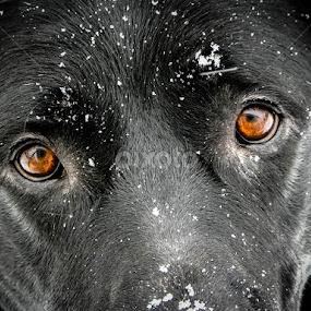 Eyes in the Snow by Lori Louderback - Animals - Dogs Portraits