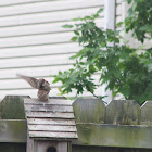 House sparrow