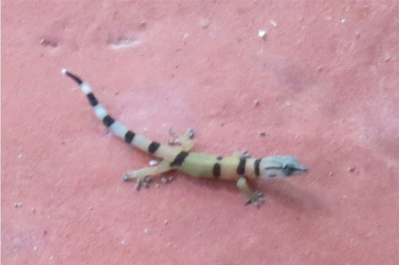 Common Pygmy Gecko
