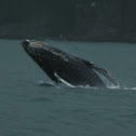 Humpback whale