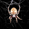 Garden Orb Weaver