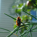 Asparagus Beetle