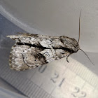 Noctuidae Moth