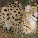 The serval Cat. Tiger Forest Cat