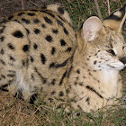 The serval Cat. Tiger Forest Cat