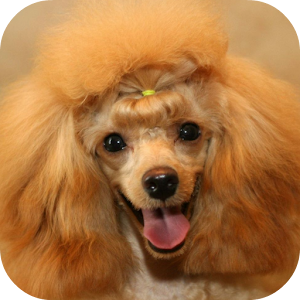 Poodle Live Wallpaper.apk 1.1.1