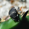 Cactus weevil