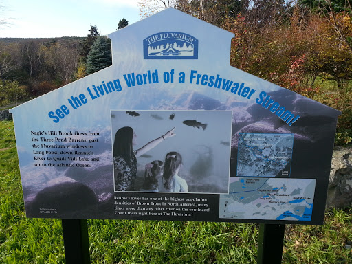See The Living World Of A Freshwater Stream