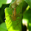 Linx Spider ( Female )
