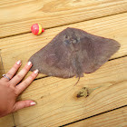 Smooth Butterfly Ray