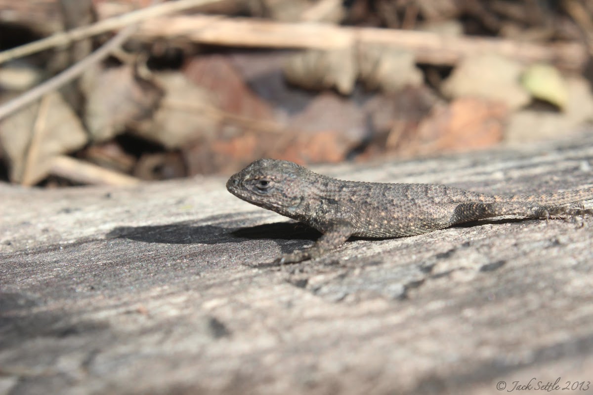 Eastern Fence Lizard (Juvenile; mite-infested)