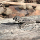 Eastern Fence Lizard (Juvenile; mite-infested)