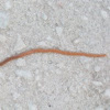 Millipede (Specific Species Unknown)