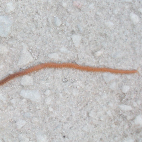 Millipede (Specific Species Unknown)