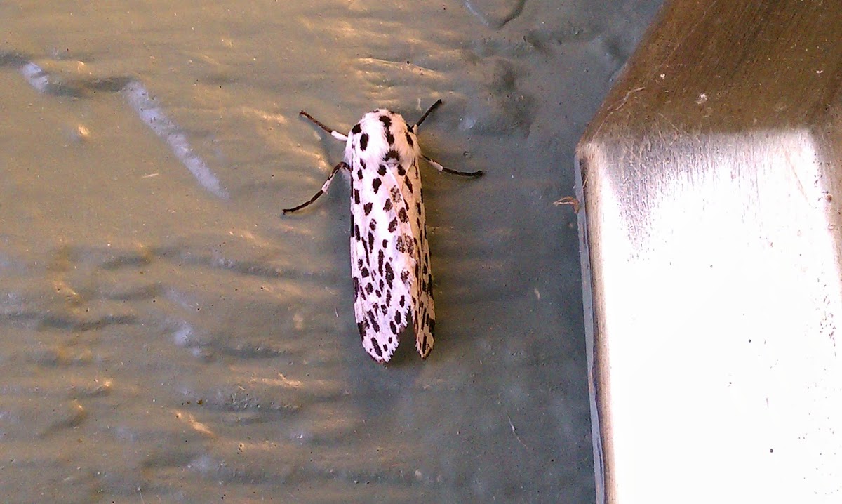 Many-spotted Tiger Moth