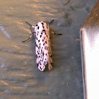 Many-spotted Tiger Moth