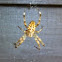 Signature spider, Wasp spider