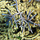 Blue Staghorn Coral
