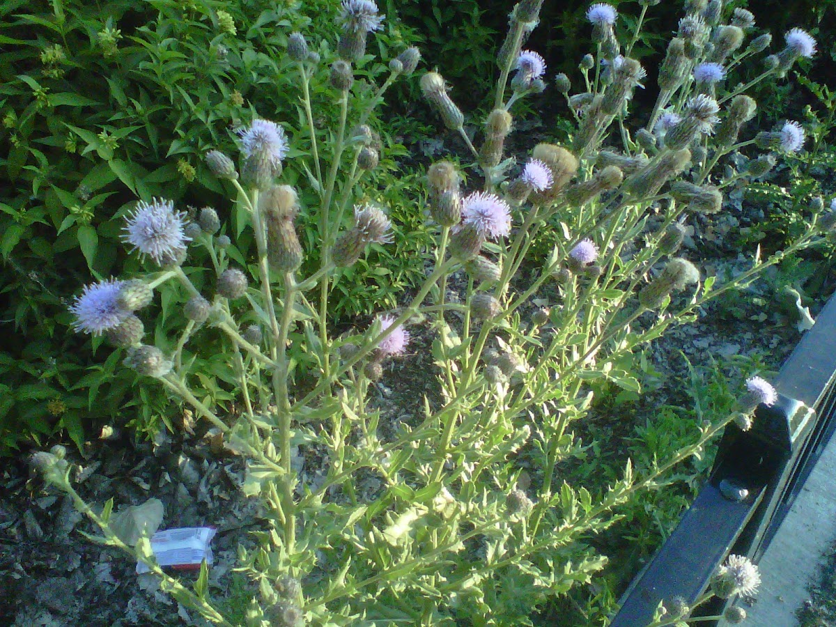 Sheep thistle