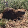 Nutria