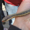 Eastern ribbon snake
