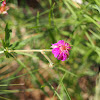 purple cluster geranium