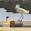Snowy Egret and Western Grebe