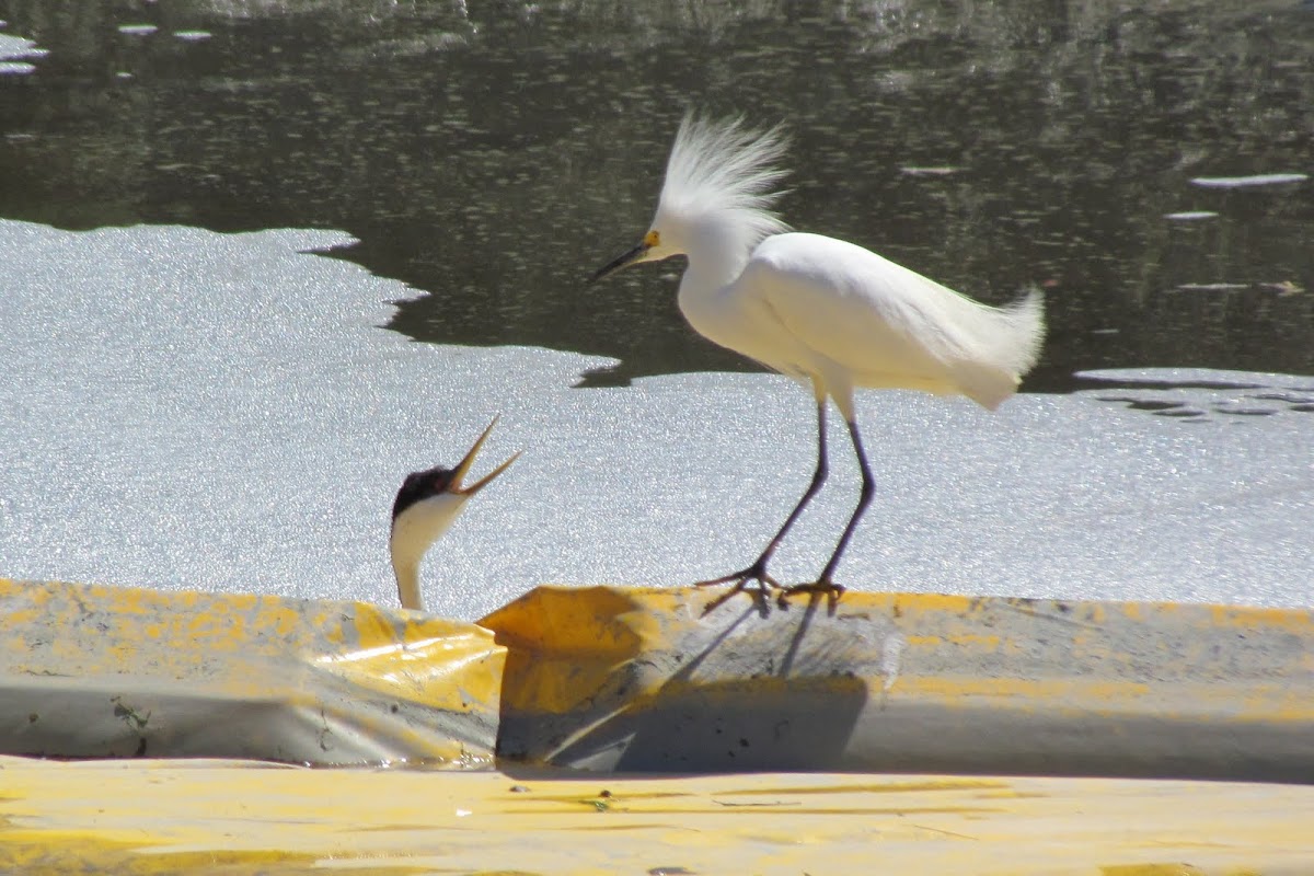 Snowy Egret and Western Grebe