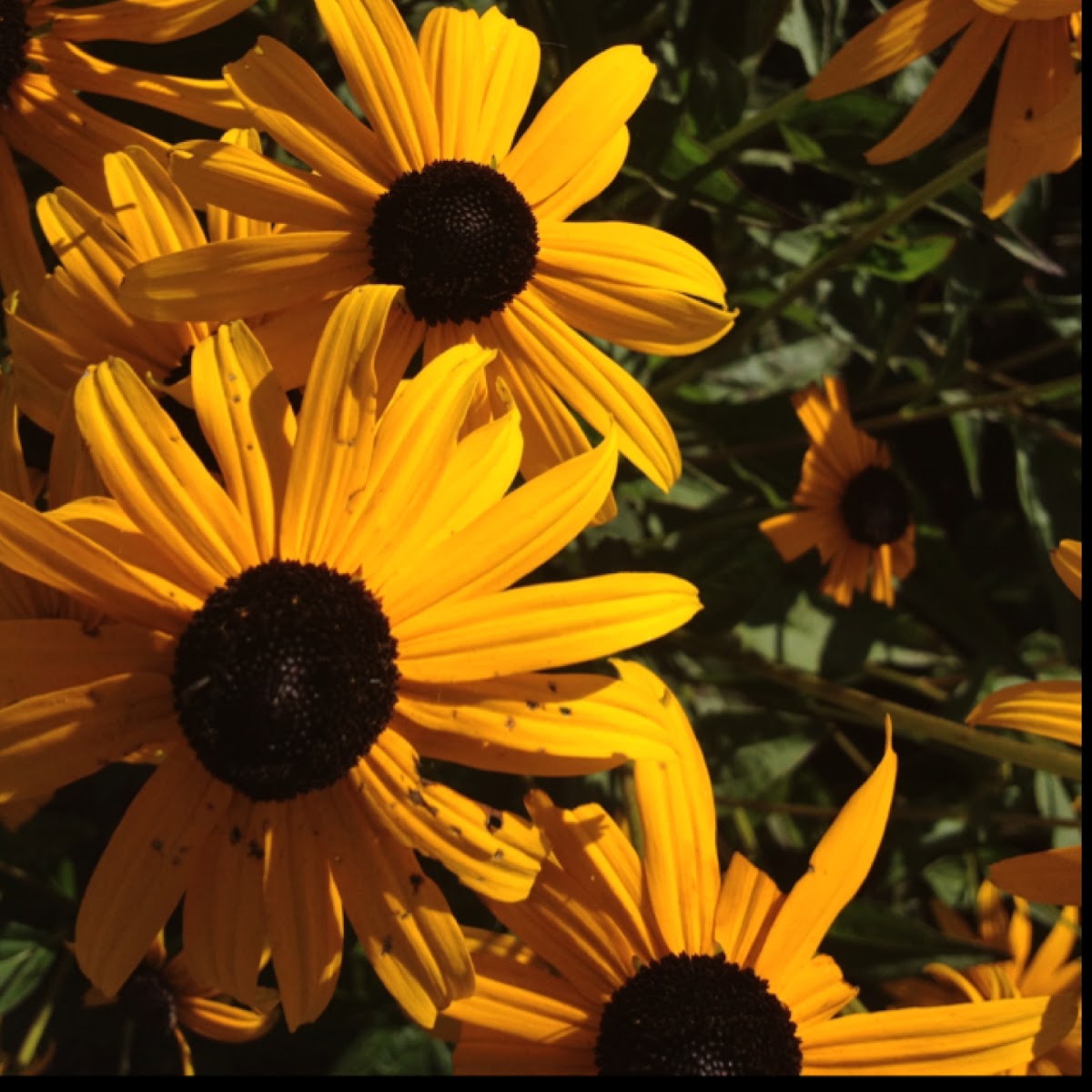 black eyed susan