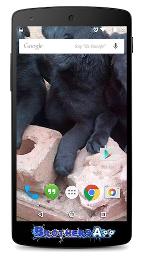 【免費個人化App】Labrador Background-APP點子