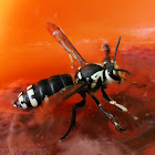 Bald-faced Hornet Queen