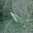 Groene Gaasvlieg (Chrysoperla sp.)