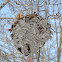 Bald-faced Hornet nest