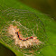 Hairy Caterpillar