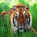 3D cool tiger 28 logo