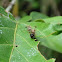Lichen caterpillar