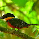 Green-and-rufus Kingfisher