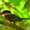 Green-and-rufus Kingfisher