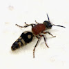 Unidentified Velvet Ant