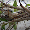 Laughing Dove Nest