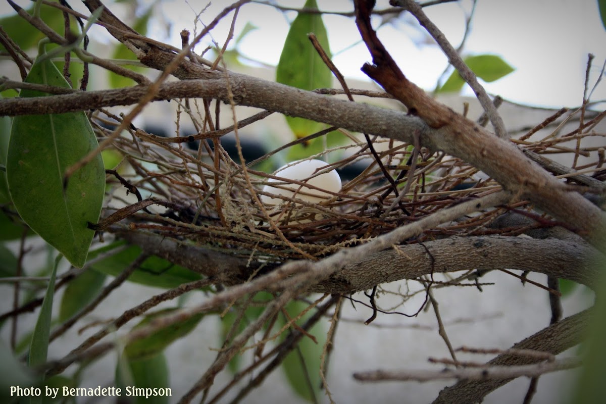 Laughing Dove Nest